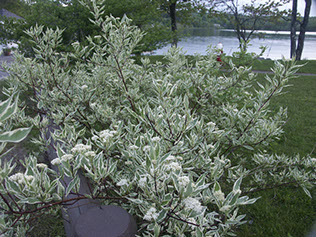 donovan tree service, Meredith, NH 03253