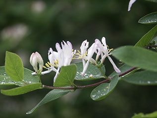 donovan tree service, Meredith, NH 03253