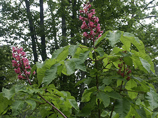 donovan tree service, Meredith, NH 03253