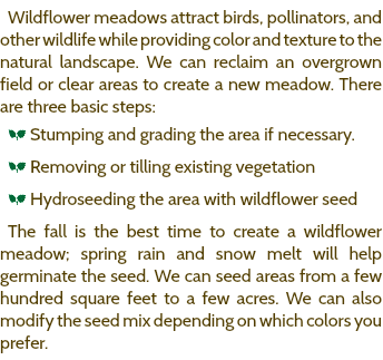 Wildflower meadows attract birds, pollinators, and other wildlife while providing color and texture to the natural landscape. We can reclaim an overgrown field or clear areas to create a new meadow. There are three basic steps: a Stumping and grading the area if necessary. a Removing or tilling existing vegetation a Hydroseeding the area with wildflower seed The fall is the best time to create a wildflower meadow; spring rain and snow melt will help germinate the seed. We can seed areas from a few hundred square feet to a few acres. We can also modify the seed mix depending on which colors you prefer. 